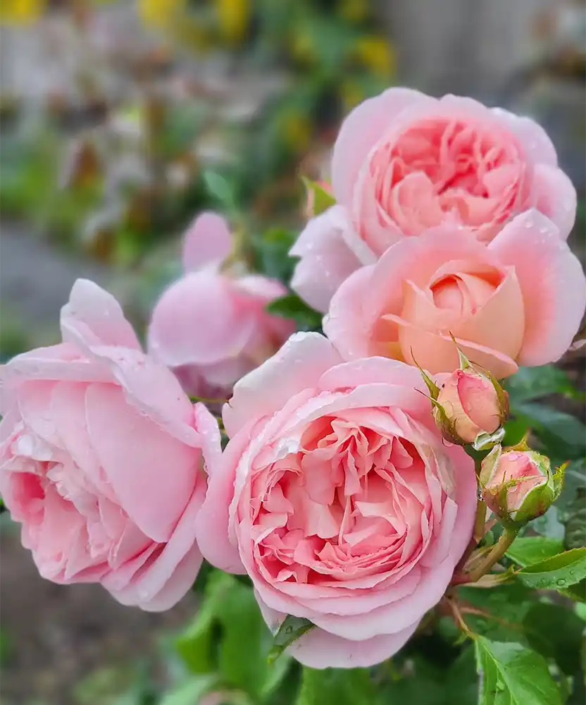 Nordic Roses 2024 Main