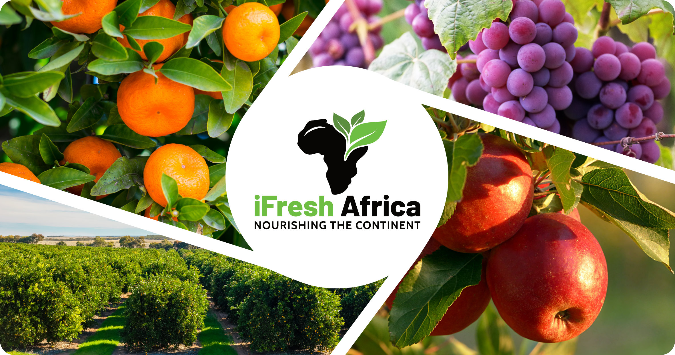 iFresh Africa | Home | Import and Export of produce in South Africa