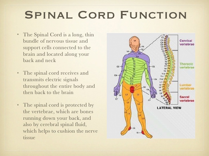 Spine alignment and nervous system function