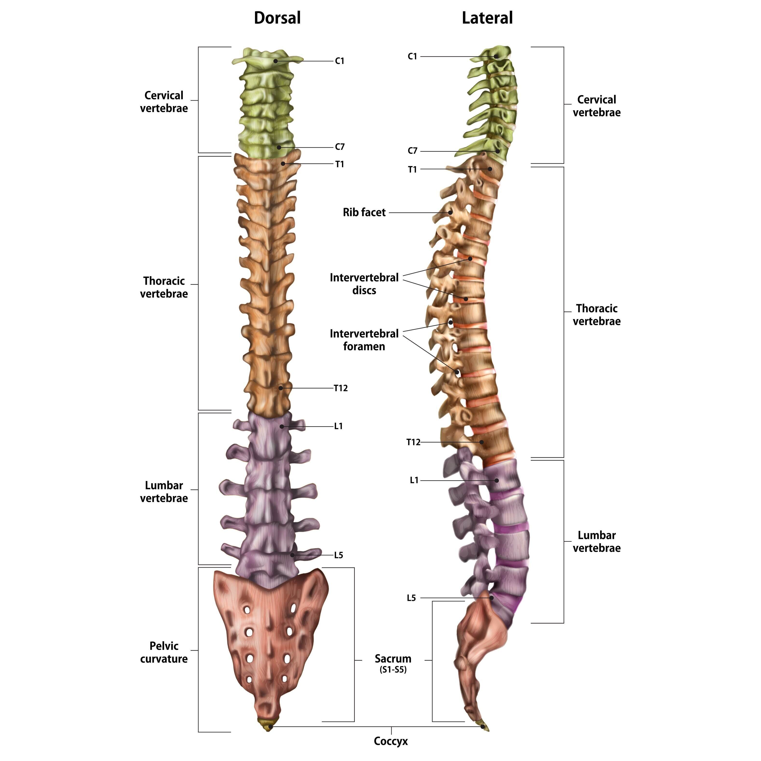 Structure of the back and pain