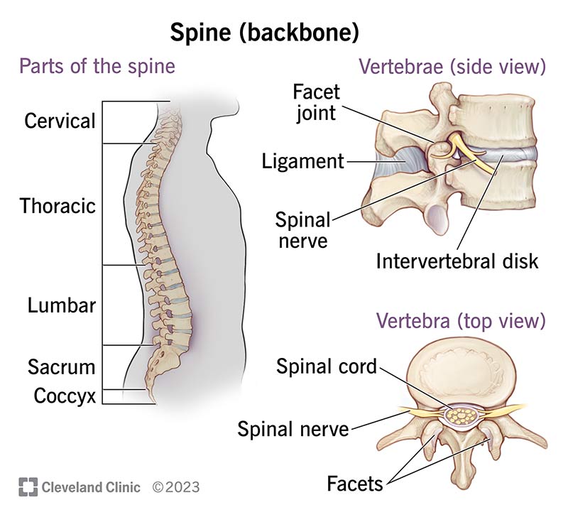 Human spinal structure and chiropractic