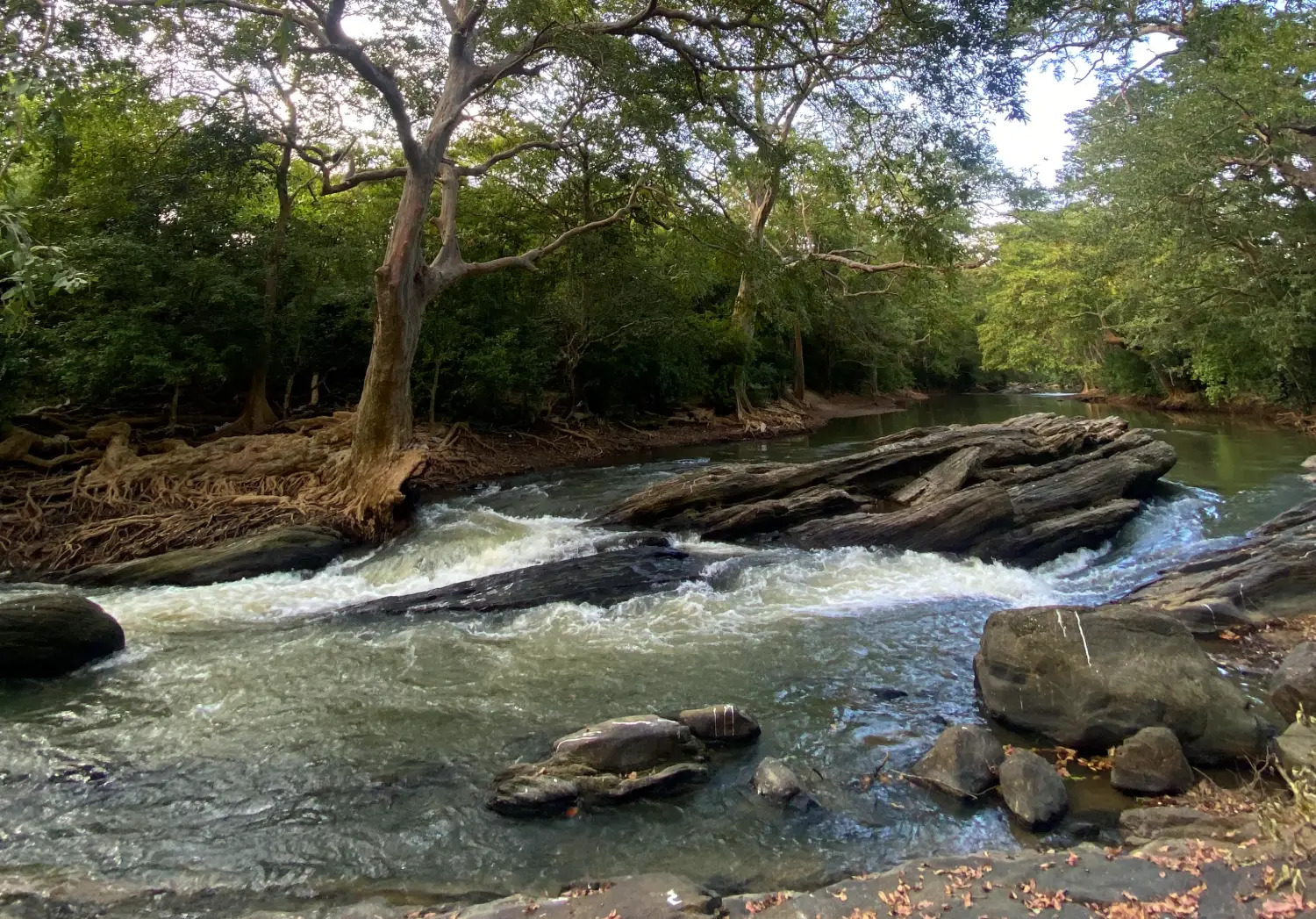 Deep Into the Heart of ‘Yala’