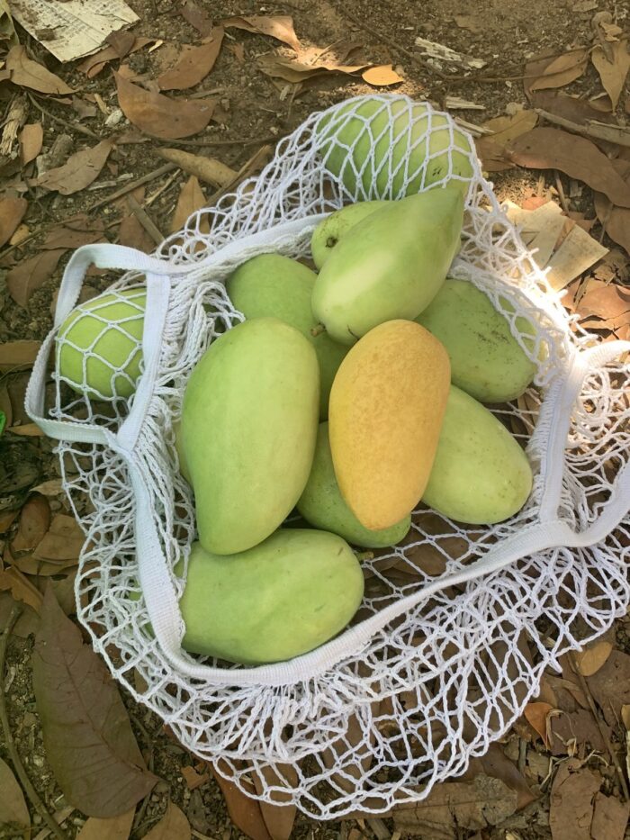 Mango Picking in Guimaras Island