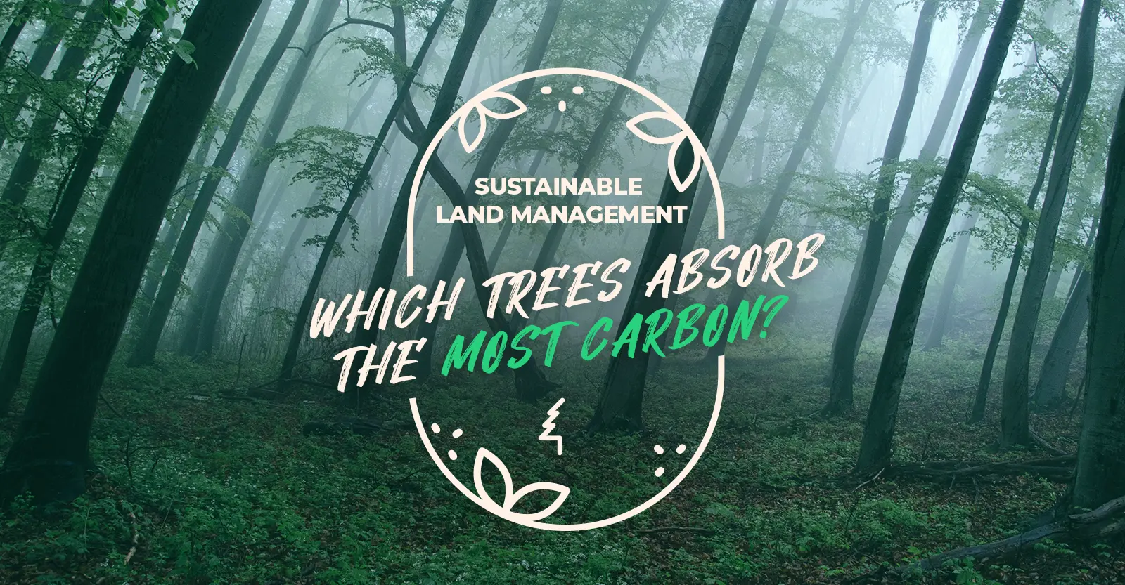 Which Trees Absorb the Most Carbon and Why?