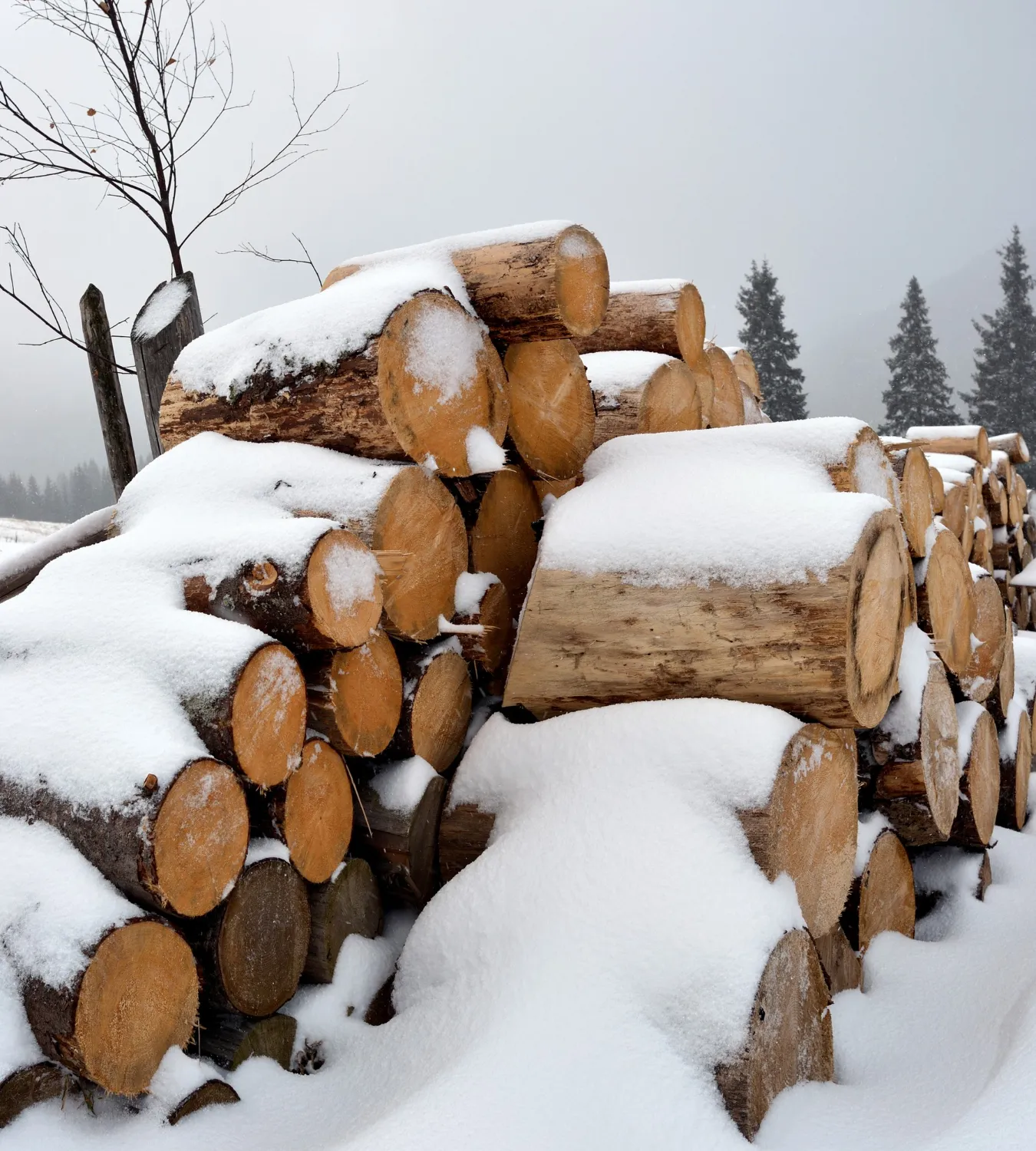 winter-ready wood