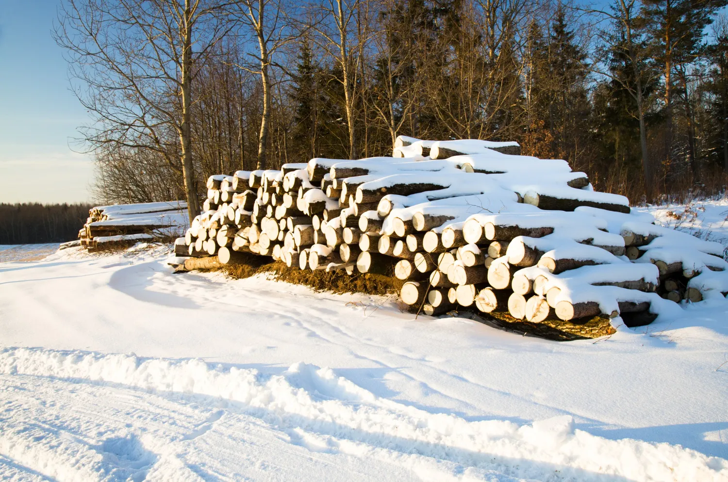 canadian timber