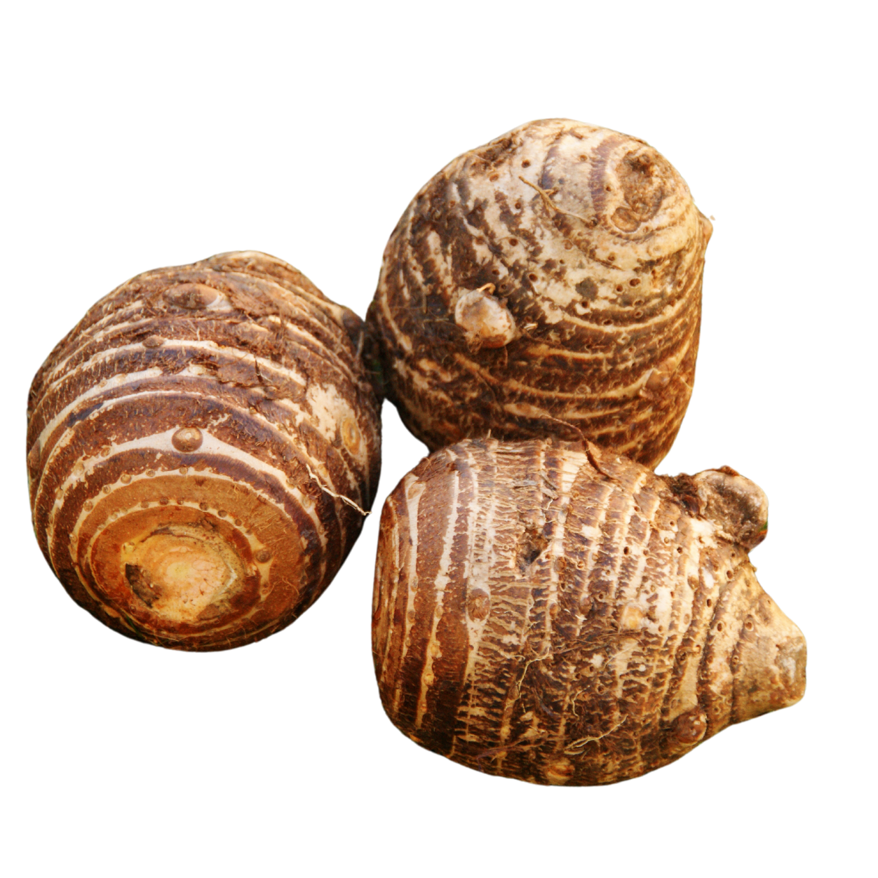 Malanga 1LB