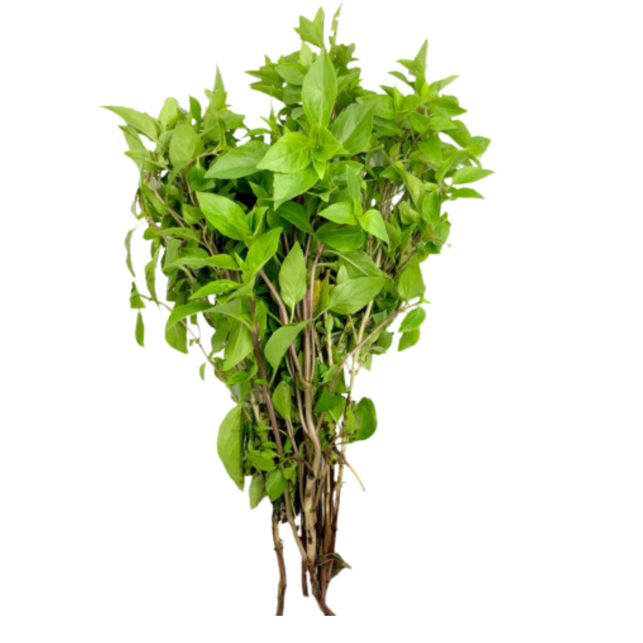 Albahaca