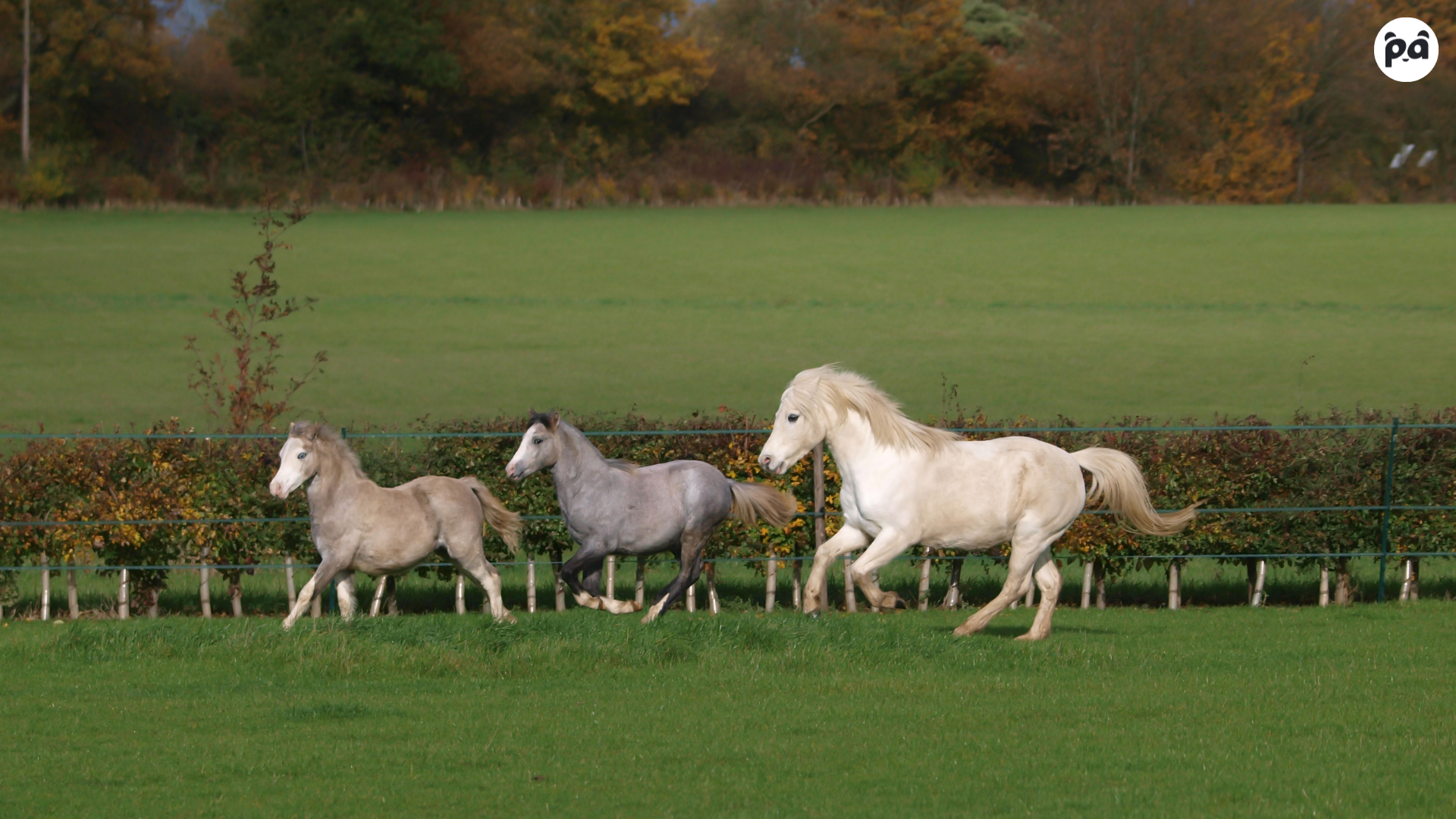 __wf_reserved_decorative