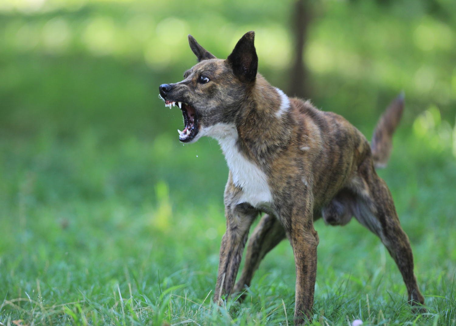 Dog Bite Dangers in Huntsville: Protecting Yourself and Your Family