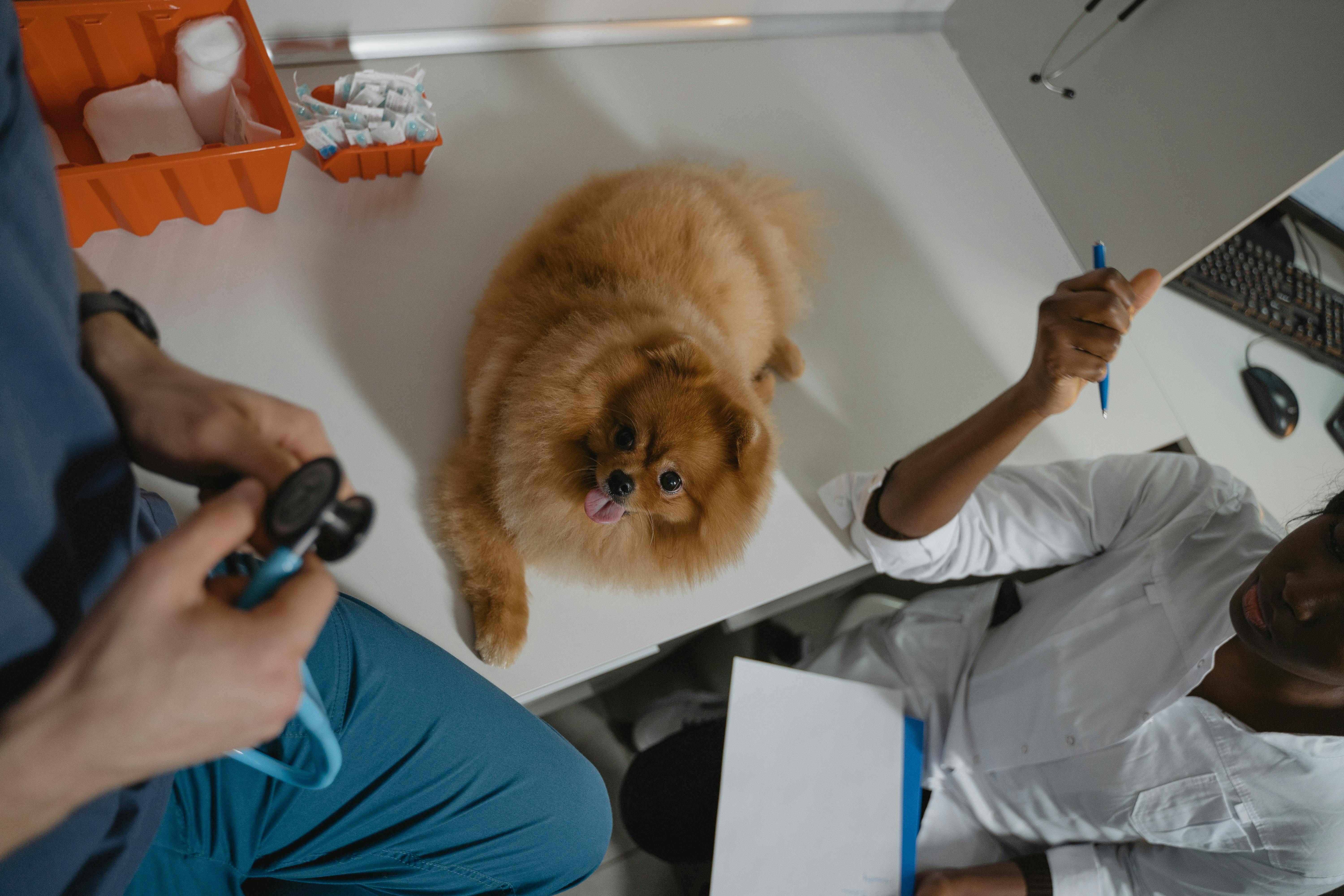 Künstliche Intelligenz als Wegbereiter für Fortschritte in der Veterinärmedizin