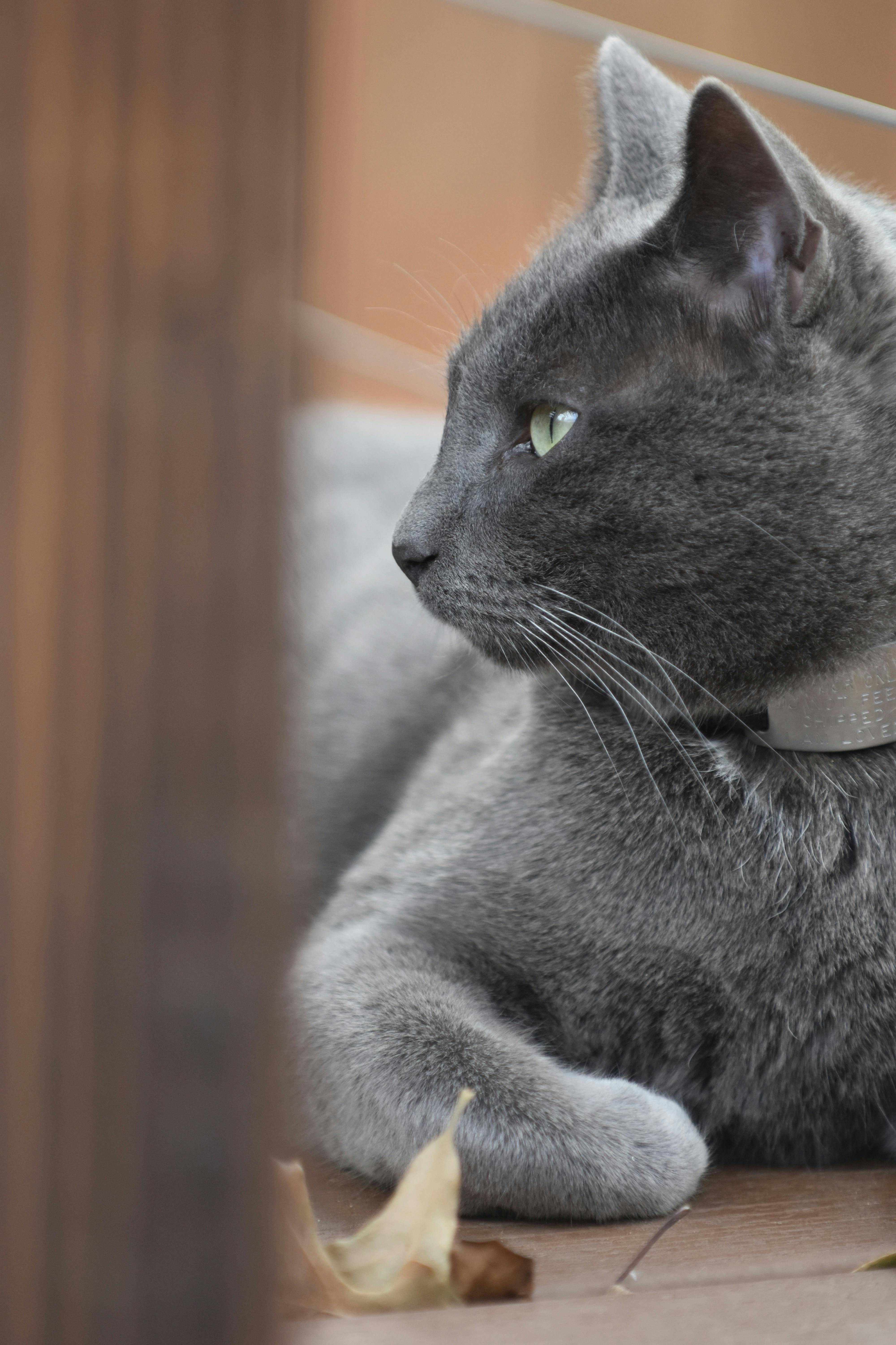 Chubby Eine KI generierte Internet Sensation und ihre Auswirkungen