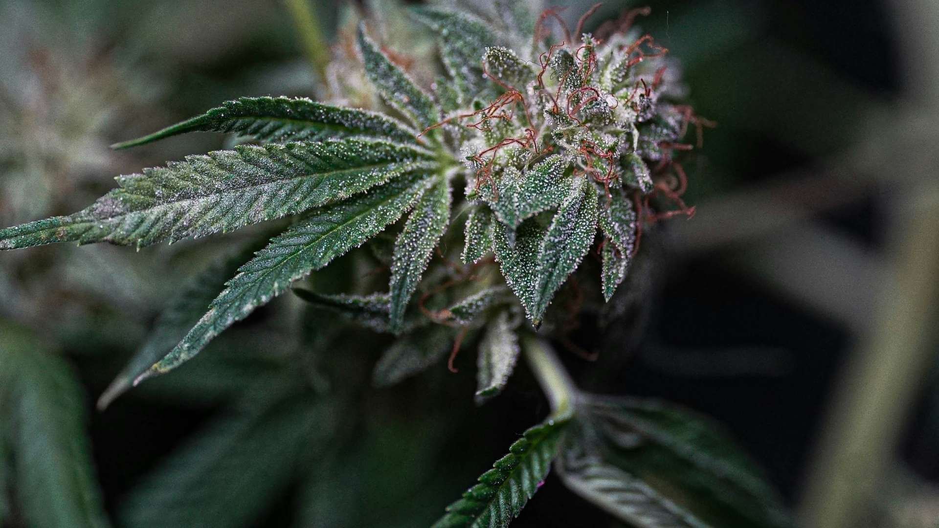 Bubba Kush Terpenes