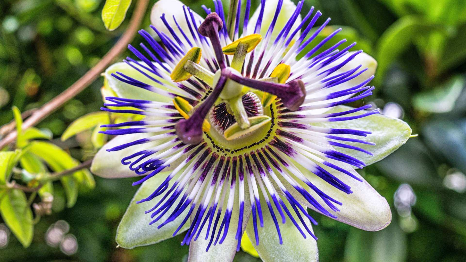 Passion Flower