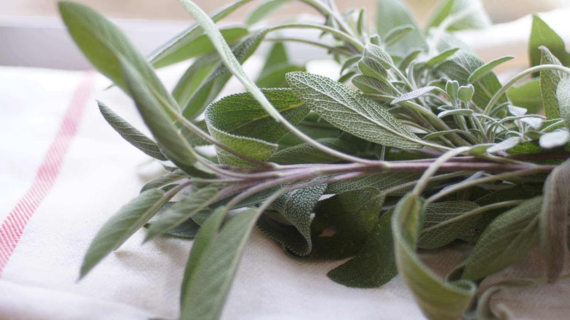 Sage