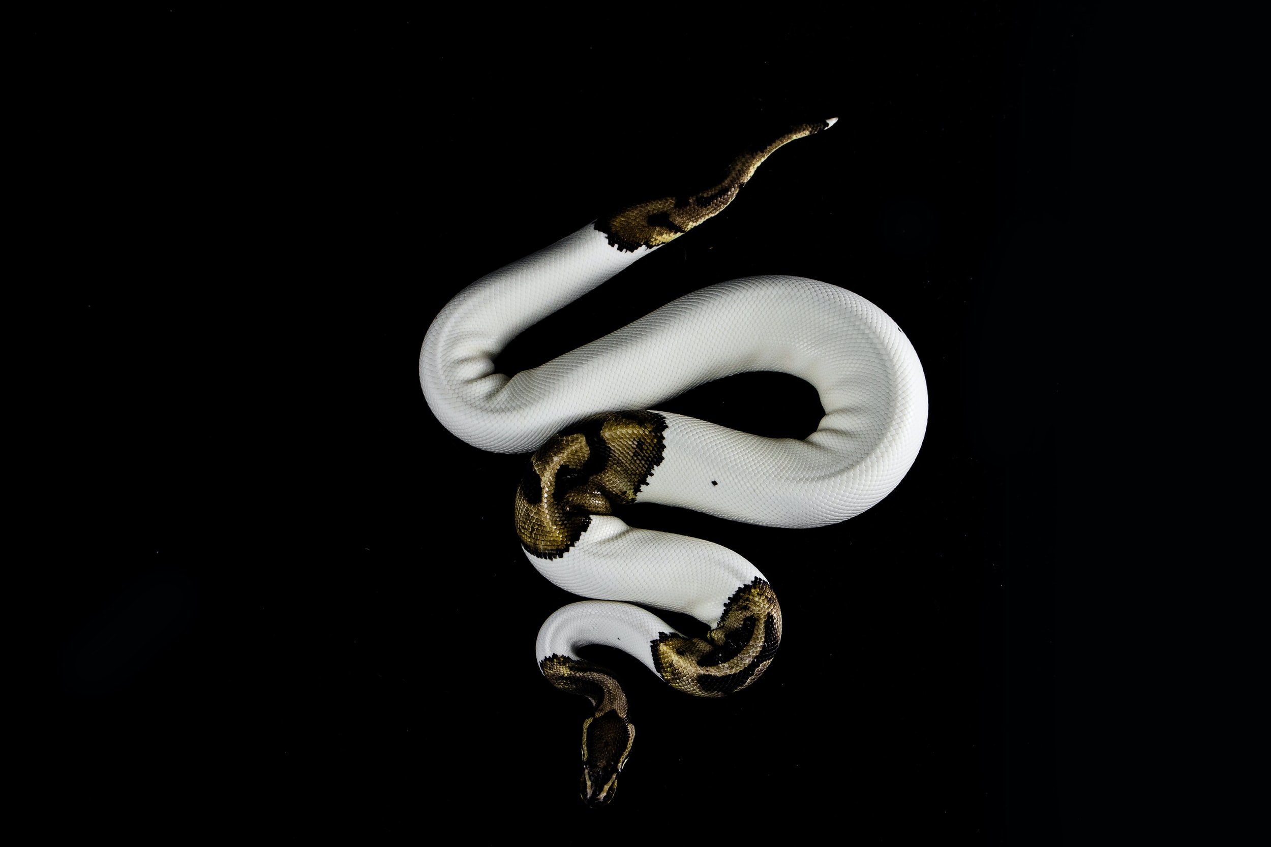 Hydra: A Beast of the Darknet