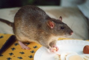 Rat | Tax whistleblowers