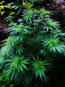 Marijuana