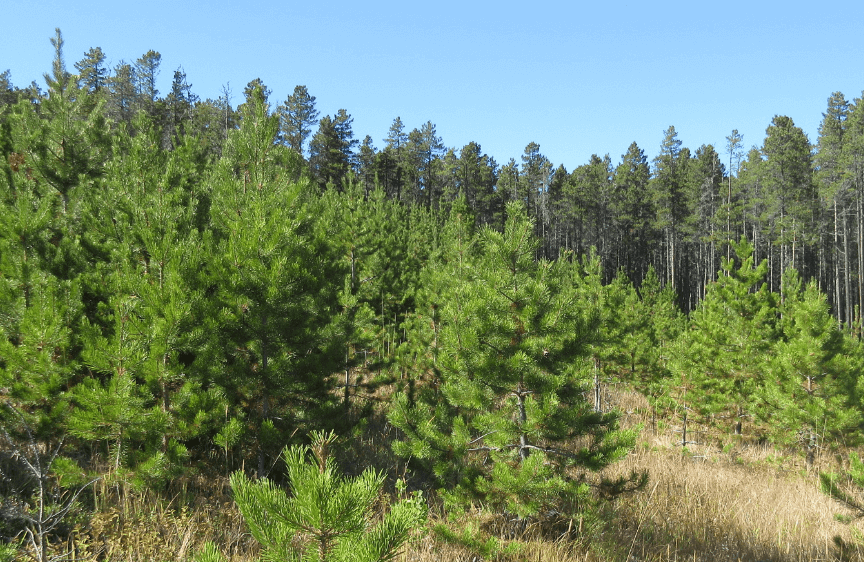 PINE HILL CAMPGROUND — image 2