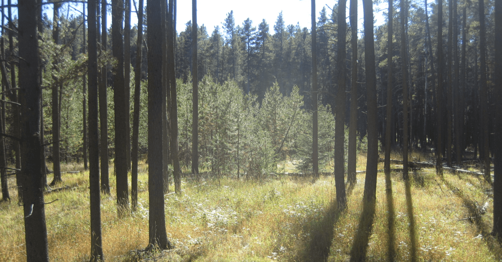 PINE HILL CAMPGROUND — image 5