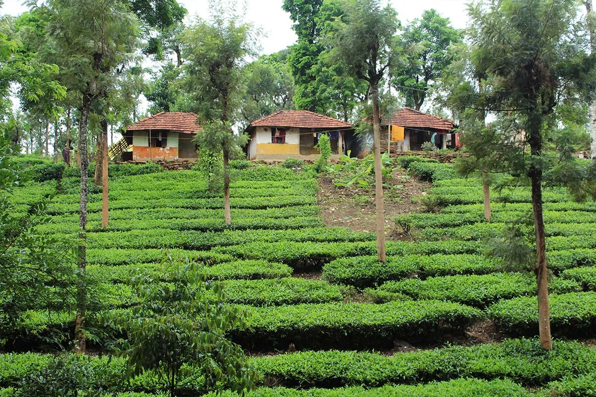 Team Outing at Plantation Camp, Thirunelly, Kerala