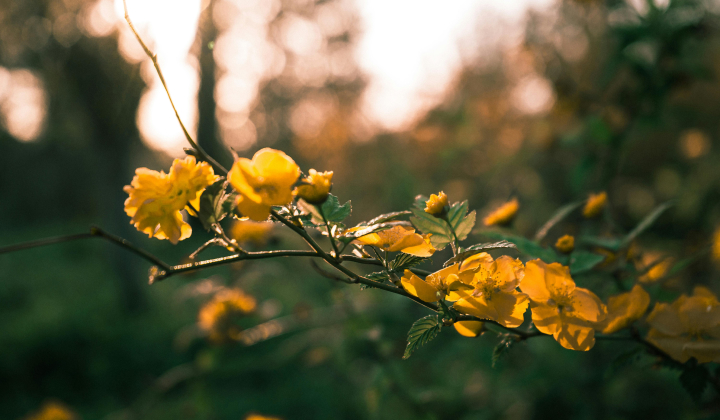 __wf_reserved_inherit