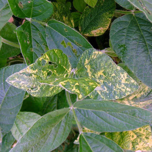 Cucumber Mosaic