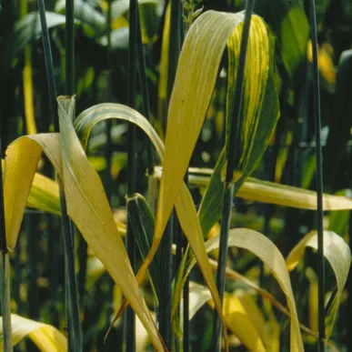 Barley Yellow Dwarf