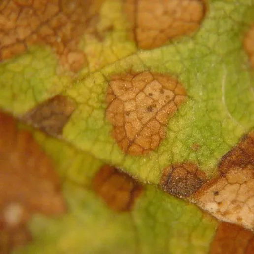 Leaf spots