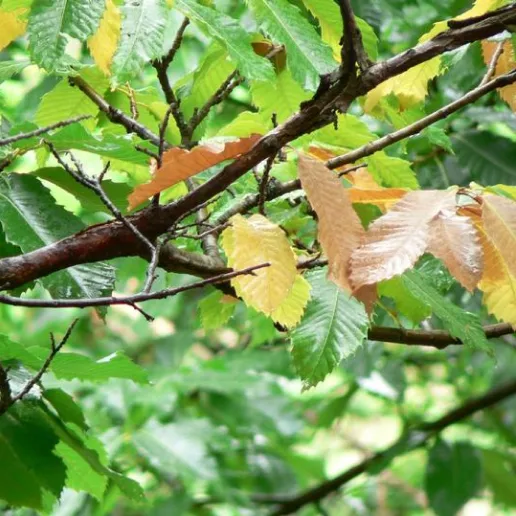 Wilting