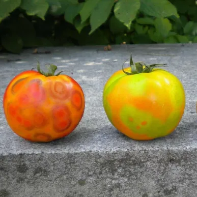 Tomato Spotted Wilt