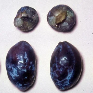 Plum Pox