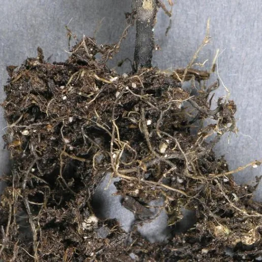 Root Rot