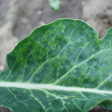 Cauliflower Mosaic