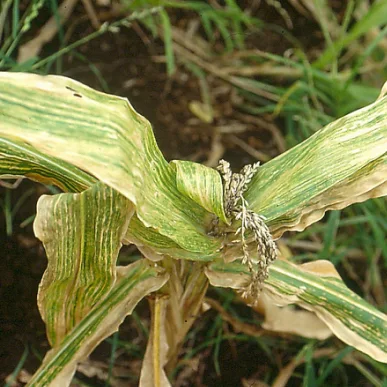 Maize Dwarf Mosaic