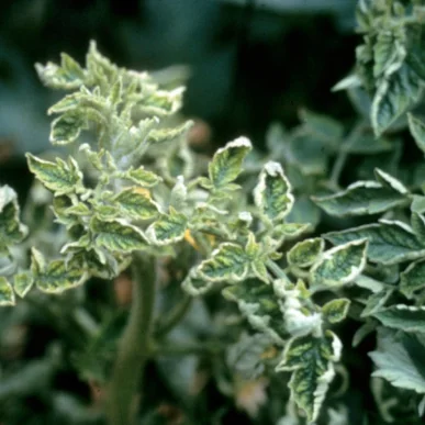 Tomato Yellow Leaf Curlt