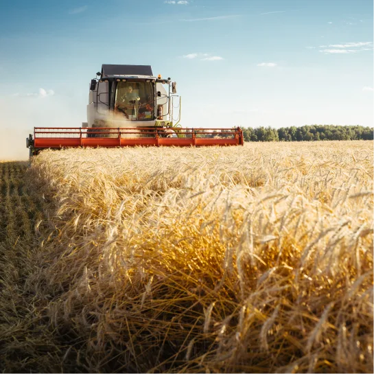 Harvest time