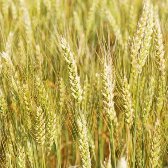Hard red spring wheat