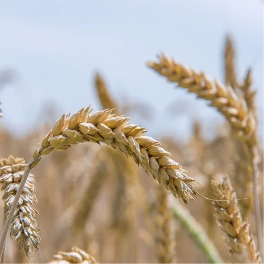 Soft white wheat