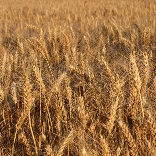 Durum wheat