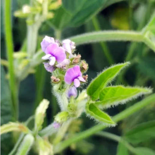 Soybean flowering