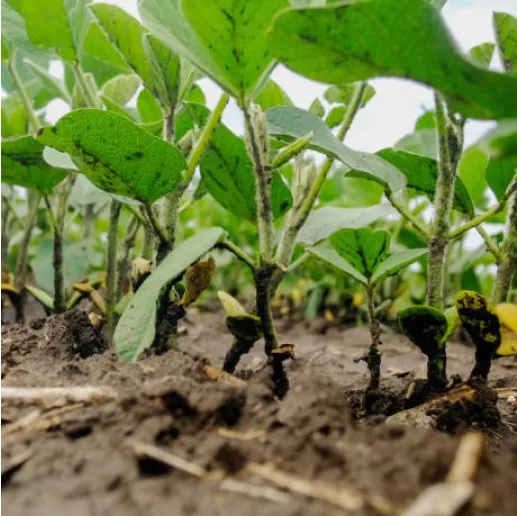 Young cultivated soybean