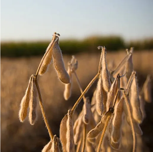 Soybean ready for harvest