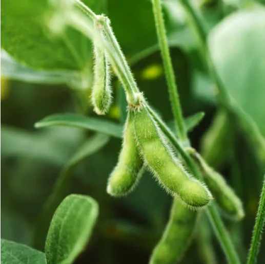 Soybean pods