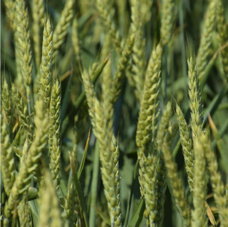 Immature wheat
