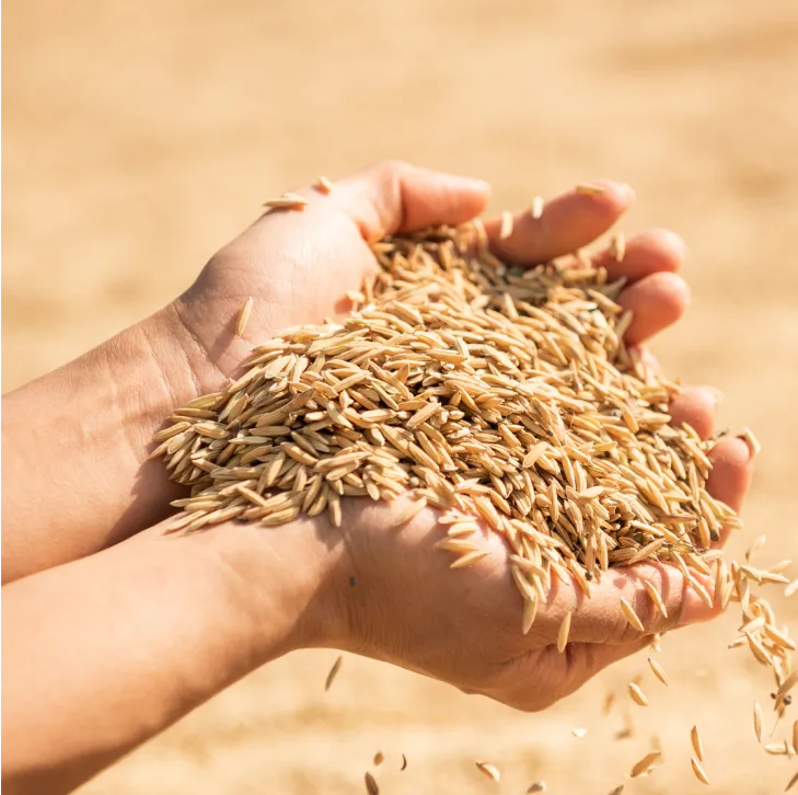 Wheat harvest