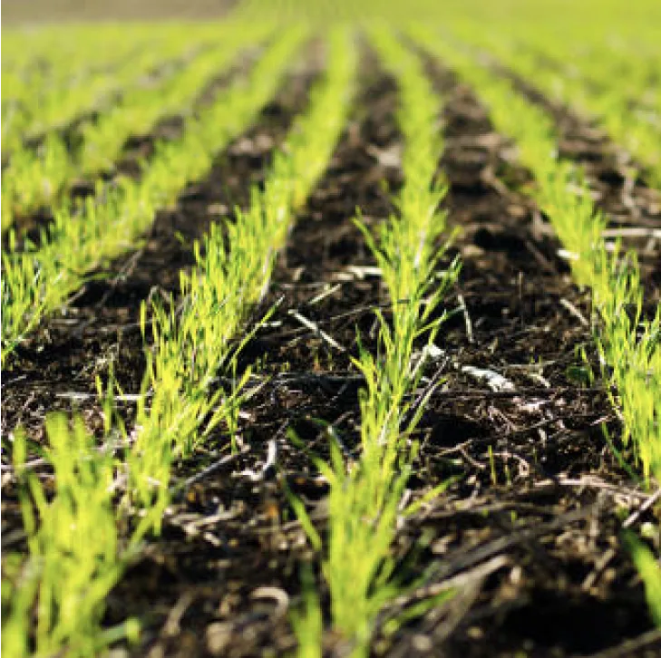 Wheat seedlings