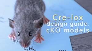 New Cre-Lox Design Guide For Conditional Knockout Mouse Models Home