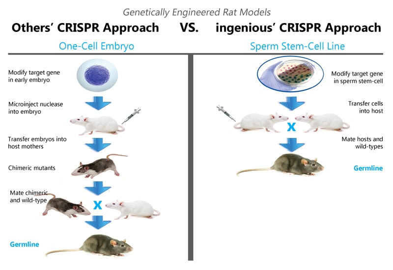 Advantages of Rat Models