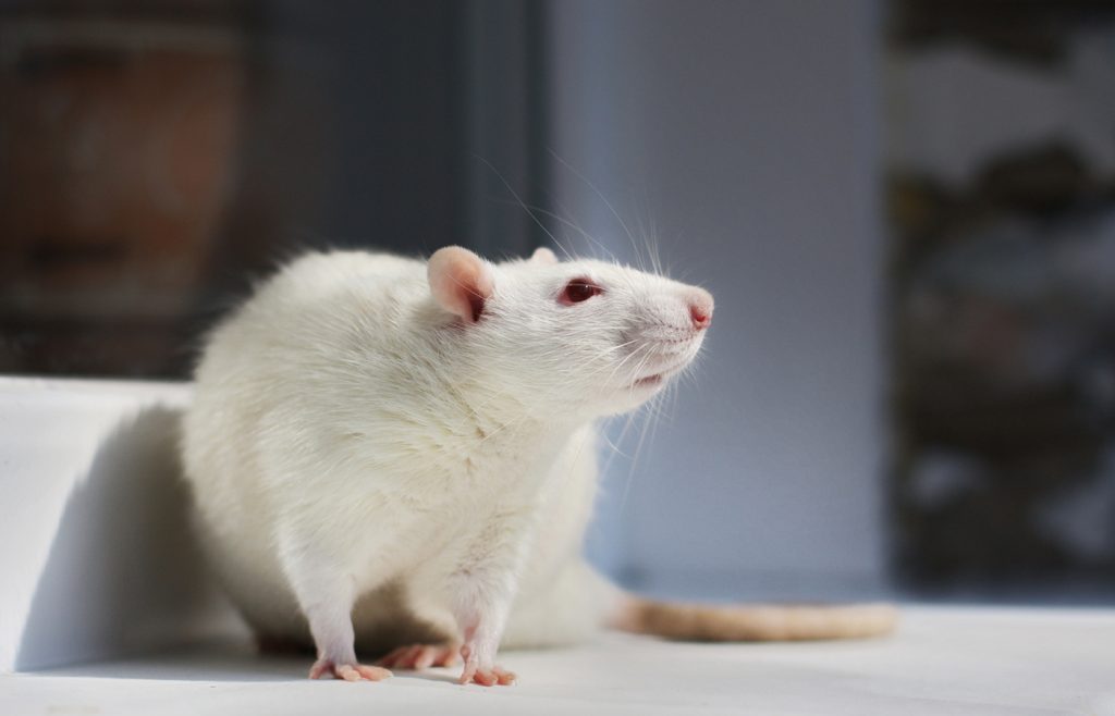 advantages of rat models